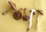 Riesigsporiger Risspilz-Inocybe rennyi