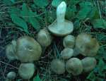 Geselliger Rasling-Lyophyllum fumosum