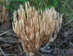 : Korallen-Ramaria myceliosa