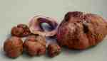 : Hartboviste-Scleroderma cepa