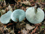 Grüner Anistrichterling-Clitocybe odora