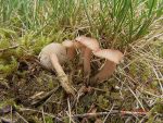 Fleischrötlicher Schönkopf-Calocybe carnea