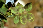 Sternrusstau-Diplocarpon rosae