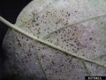 : Phyllactinia-Phyllactinia guttata