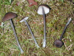 Stahlblaustieliger Rötling-Entoloma asprellum