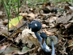 Stahlblaustieliger R�tling-Entoloma asprellum