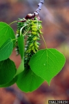 Pappelkätzchen-Wucherling-Taphrina johansonii