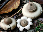 Kleiner Nesterdstern-Geastrum quadrifidum