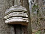 Echter Zunderschwamm-Fomes fomentarius
