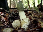 Stinkmorchel-Phallus impudicus var. impudicus