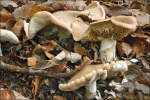 :-Melanoleuca grammopodia