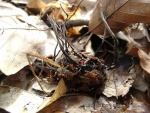 Bucheckern-Holzkeule-Xylaria carpophila