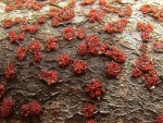 Scharlachrotes Pustelpilzchen-Nectria coccinea