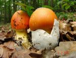 Kaiserling-Amanita caesarea