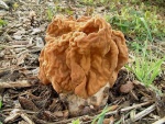 Riesen-Lorchel-Gyromitra gigas