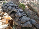 Rotbrauner Borstenscheibling-Hymenochaete rubiginosa