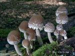 Nordamerikanischer Faserling-Psathyrella olympiana