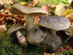 : Schuppenwulstling-Tricholoma orirubens var.basirubens