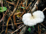 Flaumiges Krüppelfüsschen-Crepidotus luteolus