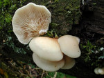 Gallertfleischiges Stummelfüsschen-Crepidotus mollis