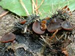Kastanienschalen-Becherling-Lanzia echinophila