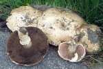 Stadtchampignon-Agaricus bitorquis
