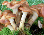 Wandelbarer Hallimasch-Armillaria gallica