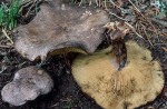 Favres Schwärzling-Lyophyllum favrei