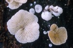 Blassblättriger Räsling-Clitopilus hobsonii