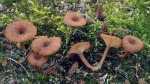 Rotbrauner Nabeling-Omphalina pyxidata
