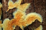 Helle Fältlingshaut-Leucogyrophana romellii
