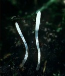 : Clavaria-Clavaria asterospora