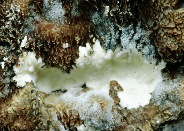 Parasitische Tramete-Antrodiella parasitica