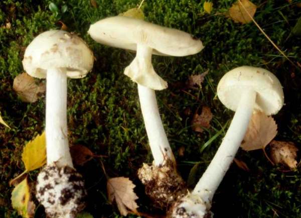 Weisser Knollenblätterpilz-Amanita citrina var. alba