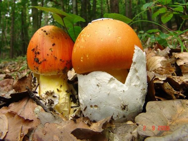 Kaiserling-Amanita caesarea