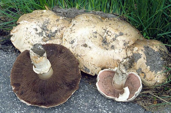 Stadtchampignon-Agaricus bitorquis