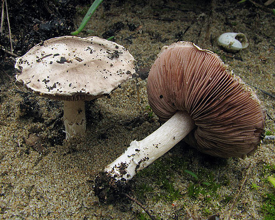 Sand-Egerling-Agaricus devoniensis
