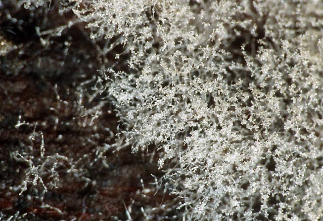 Botryobasidium conspersum Lockerflockige Traubenbasidie