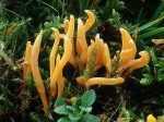 Gelbweisses Keulchen-Clavulinopsis luteoalba