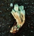 Grünspitzige Koralle-Ramaria apiculata