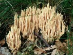 Dreifarbige Koralle-Ramaria formosa
