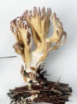 Lavendelkoralle-Ramaria subdecurrens