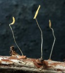 Gelbstieliges Fadenkeulchen-Typhula lutescens