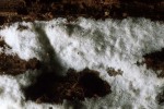 Rauhaariger Membranrindenpilz-Hypochnicium polonense