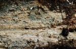 Feinwarziger Zystidenrindenpilz-Scopuloides rimosa