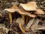 Büscheliger Blasssporrübling-Gymnopus acervatus