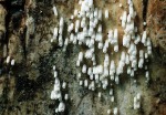 Reinweißes Hängeröhrchen-Henningsomyces candidus