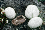 : Becherstäublinge-Calvatia cretacea