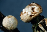 Vollgestopfter Nestling-Nidularia deformis
