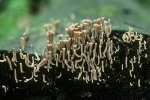 : Koralle-Clavicorona cristata